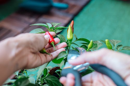 Darmowe zdjęcie z galerii z chilli, głębia pola, pikantny