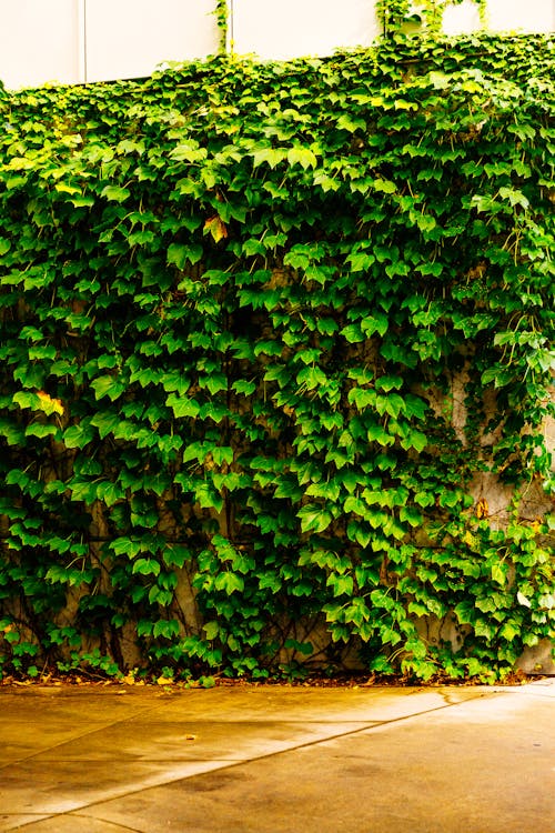 Wall Covered in Ivy