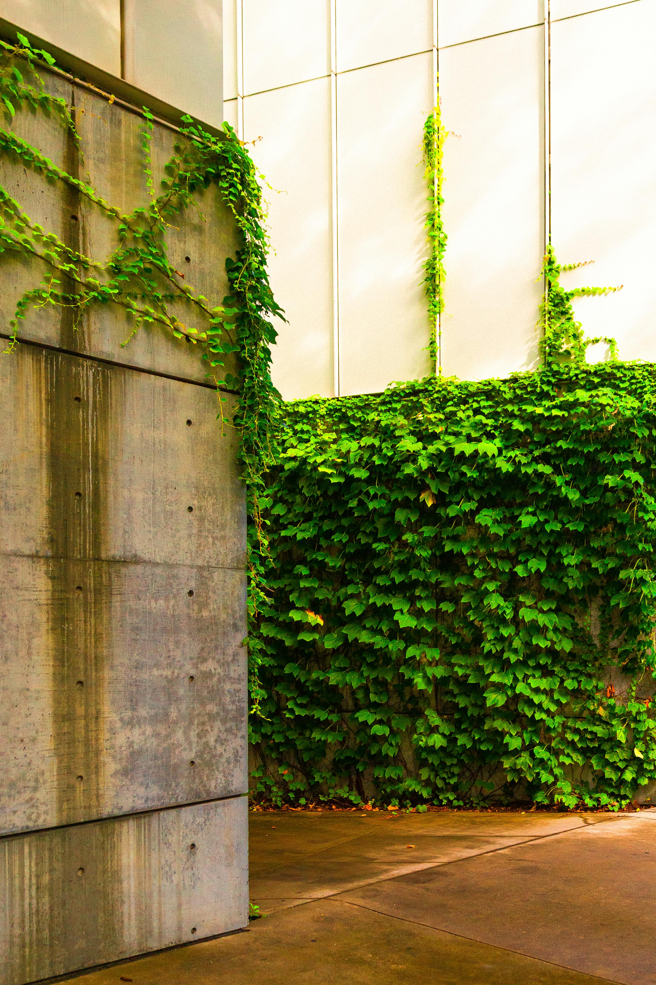 ivy leaves on building wall