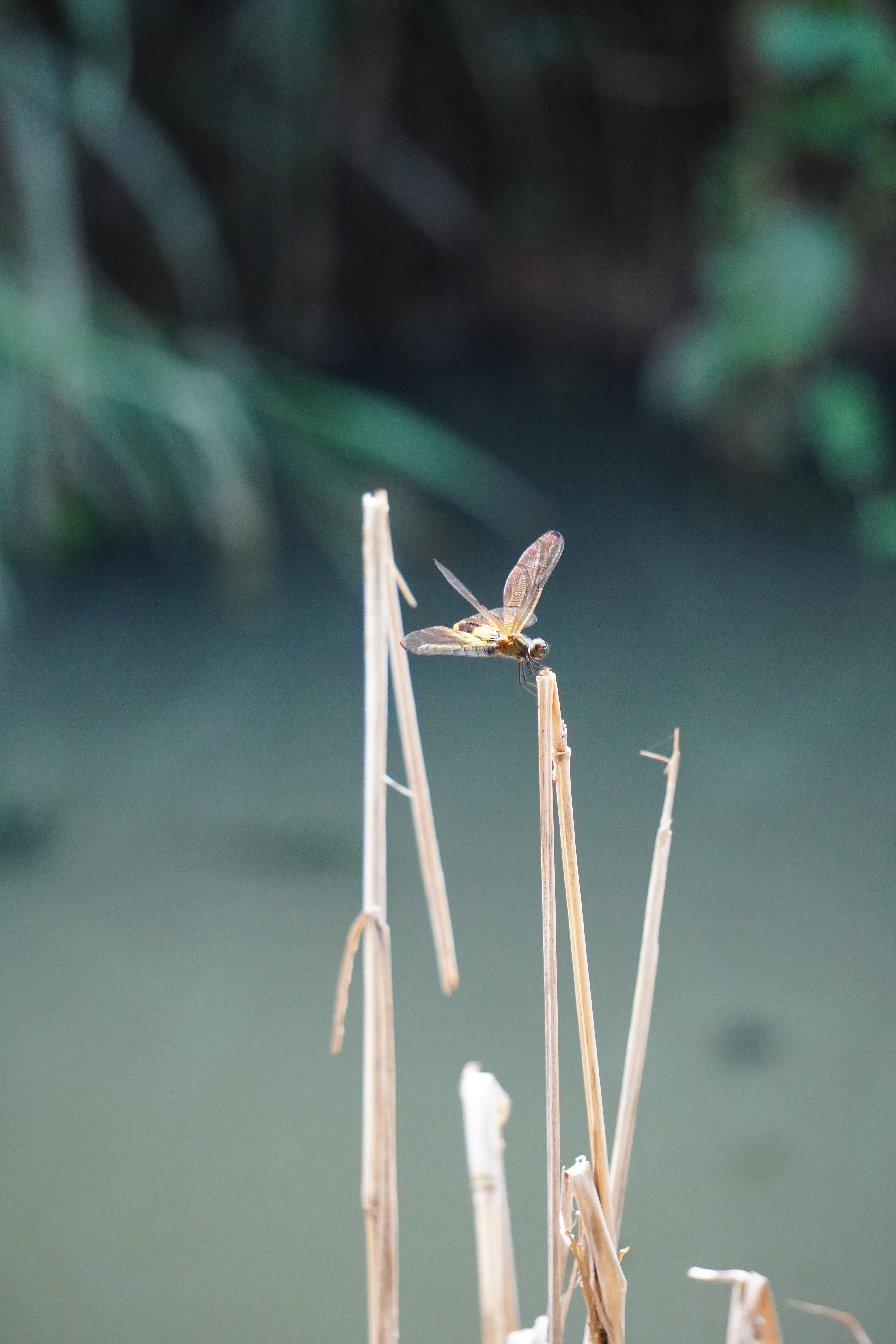 Close-Up Photo of Dragonfly Perched on Brown Grass · Free Stock Photo