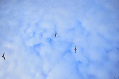 Free stock photo of blue sky, clouds, cloudy