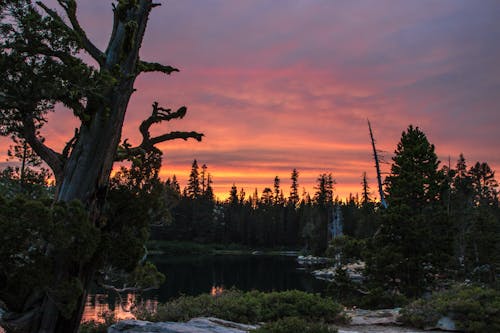 Free Body of Water Surrounded by Trees Stock Photo