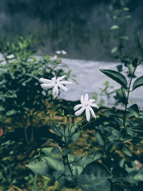 Messa A Fuoco Selezionata Foto Di Fiori Bianchi Con Petali Con Foglia Verde