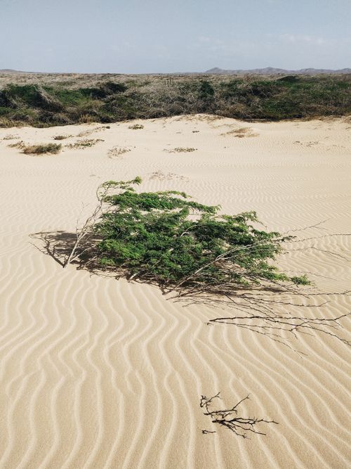 Free A serene desert scene in Riohacha, Colombia, featuring a lone shrub on sandy dunes under a clear sky. Stock Photo