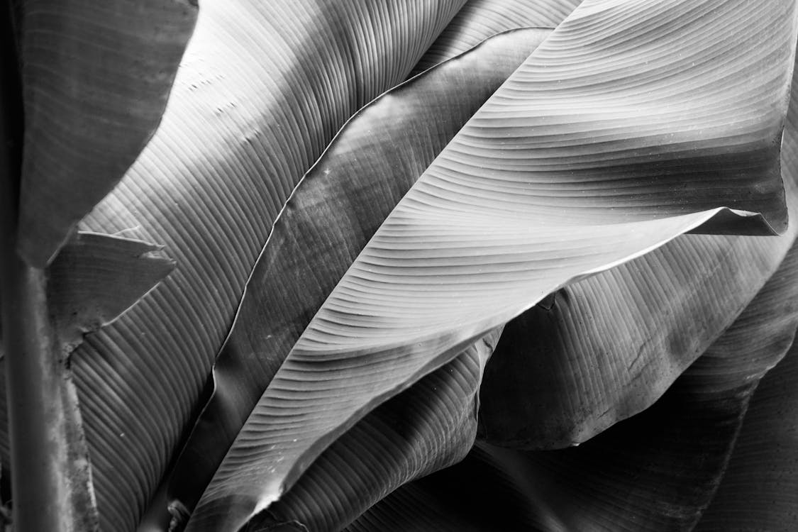 Grayscale Photo of Banana Leaf · Free Stock Photo
