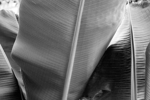 Grayscale Photo of Banana Leaves