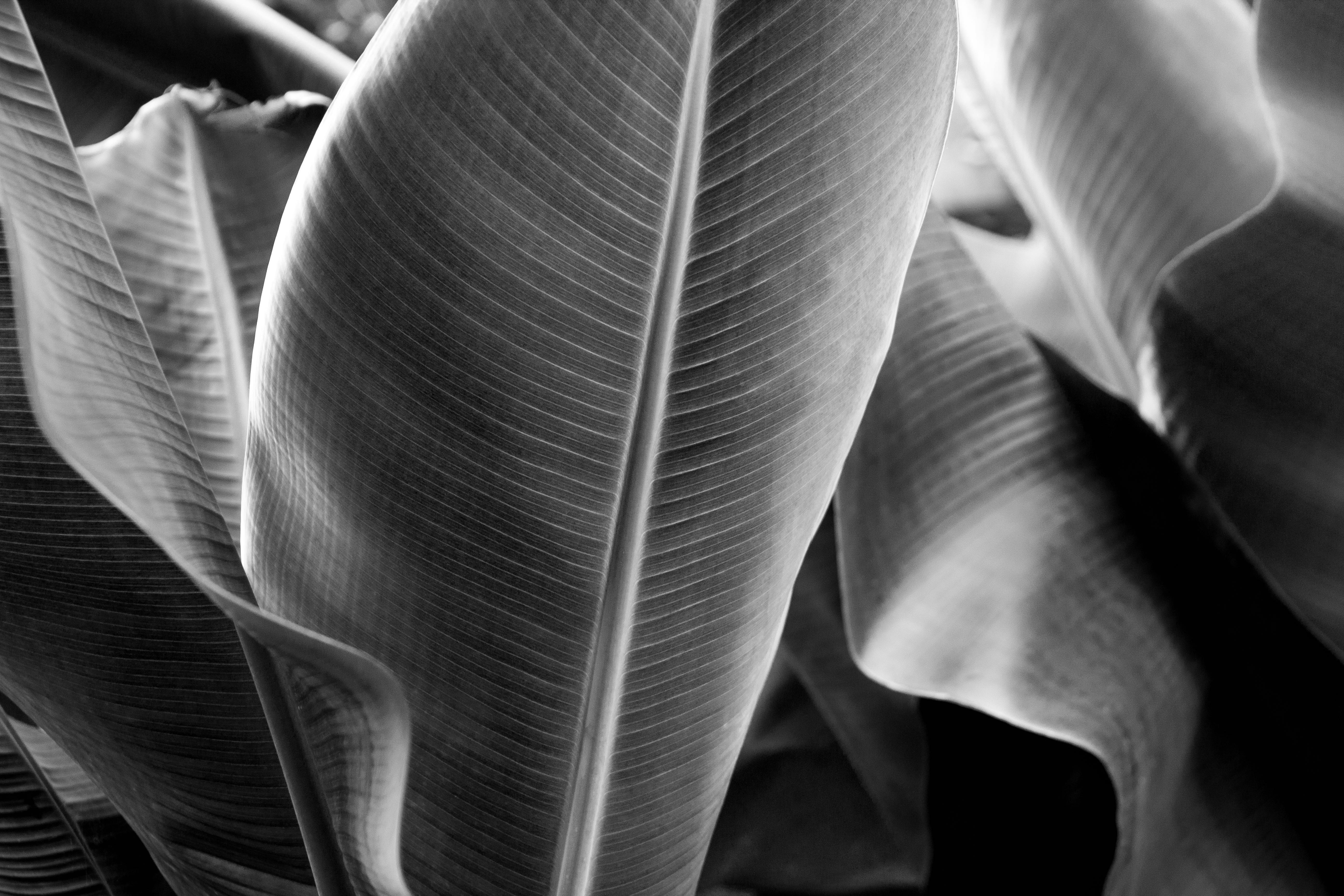 Foto Stok Gratis Tentang Botani Daun Pisang Hitam Dan Putih