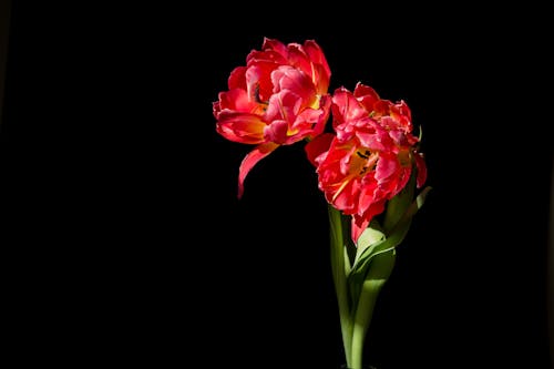 İki Kırmızı Yapraklı çiçek