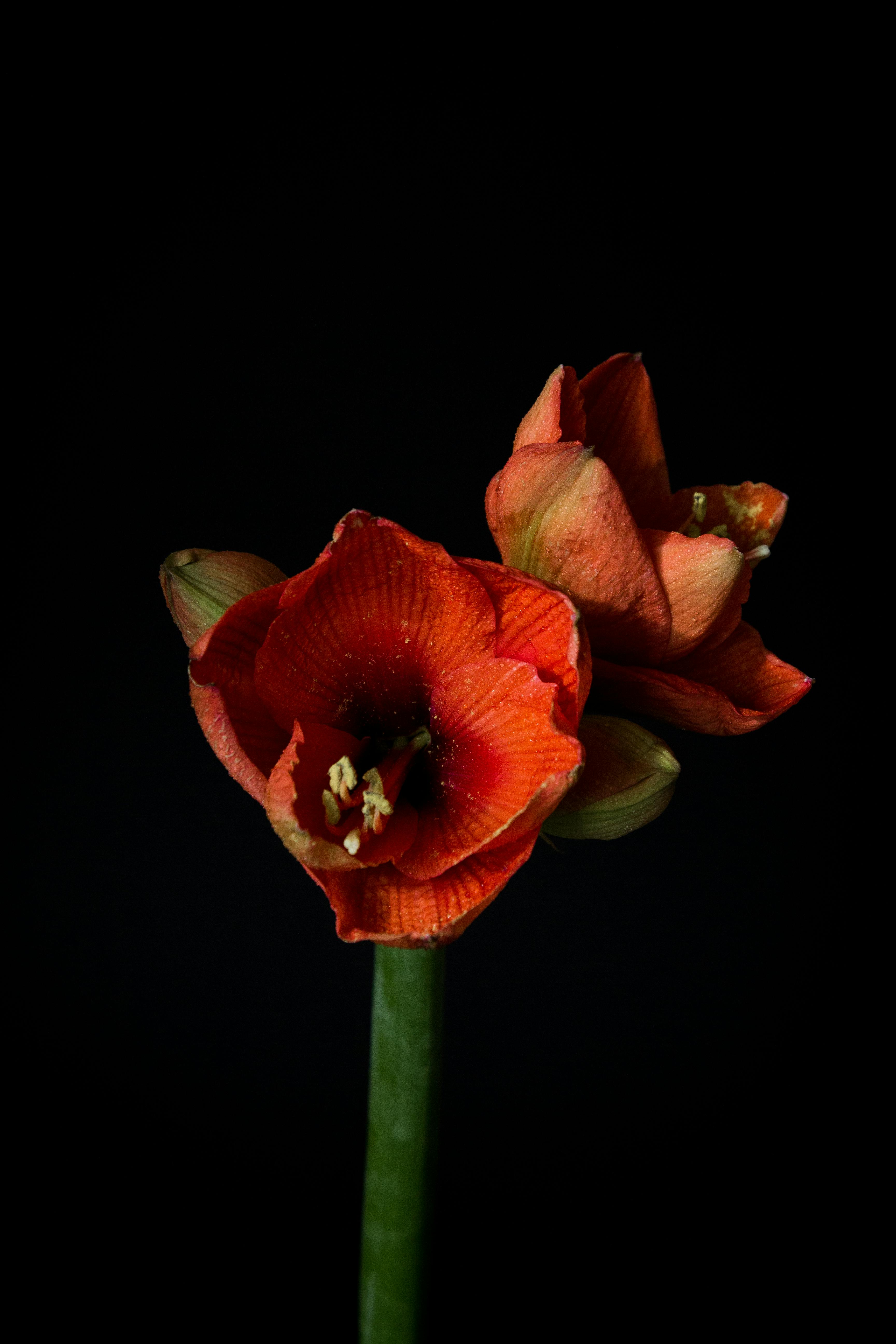 Free stock photo of amaryllis, flowers on black, minimalistic