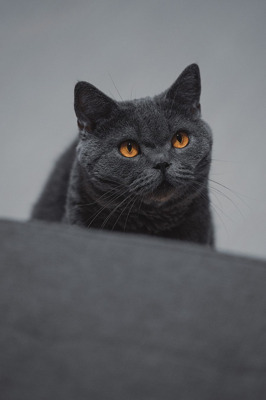 British Shorthair close-up portrait