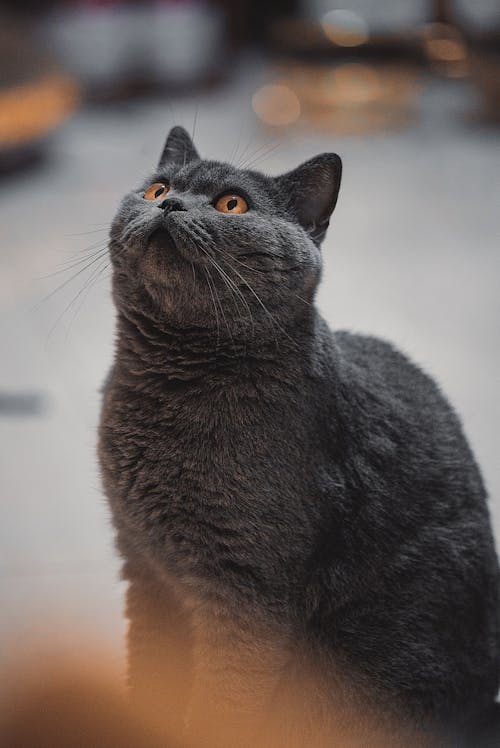 Ücretsiz çok sevimli, ev kedisi, hayvan içeren Ücretsiz stok fotoğraf Stok Fotoğraflar