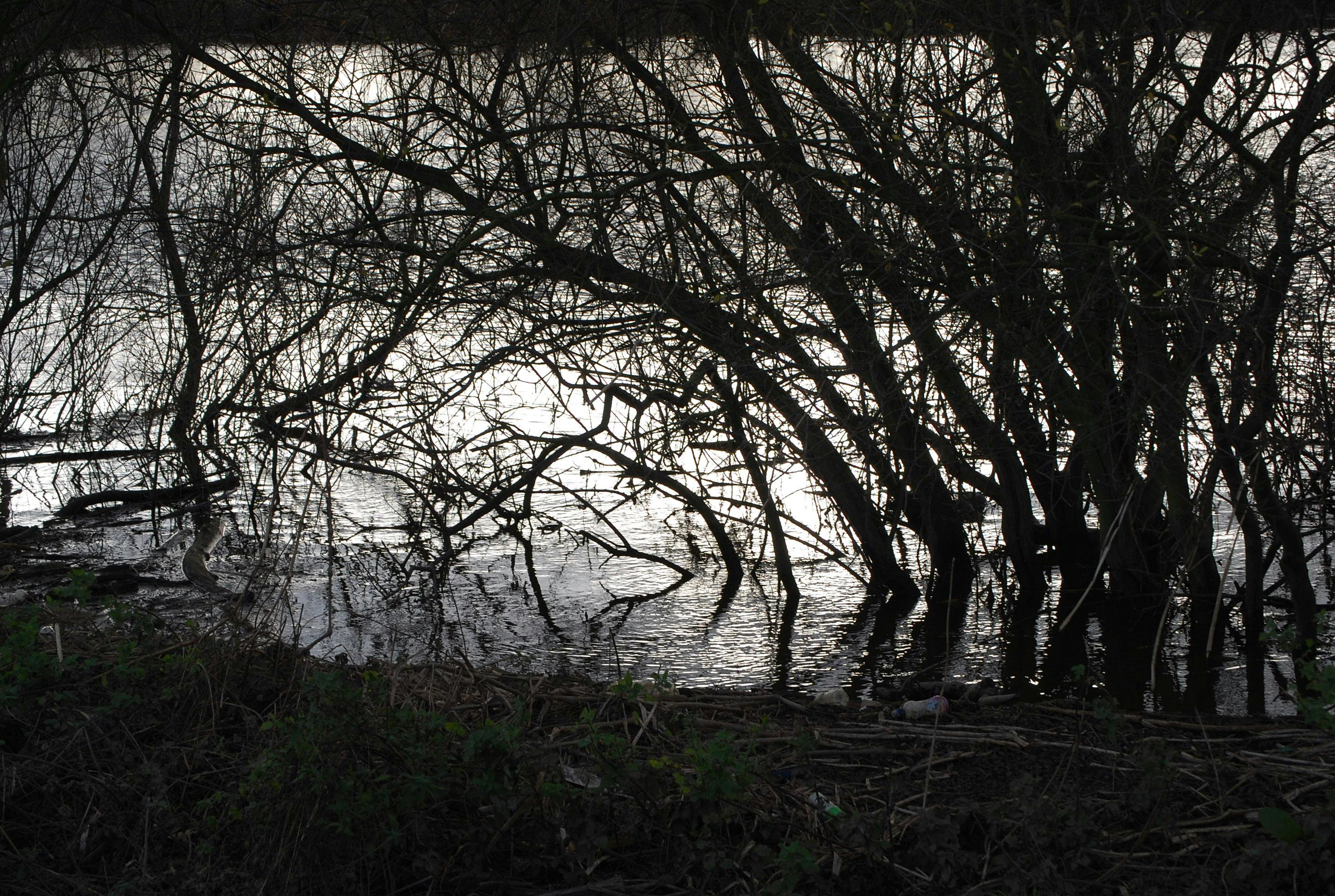 Free stock photo of dark, lake, trees