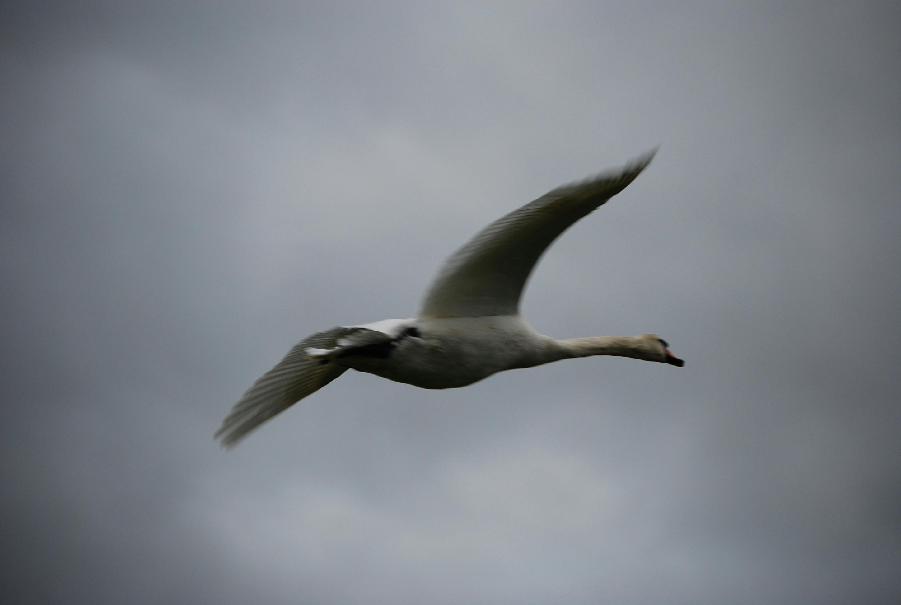Free stock photo of flying, swan