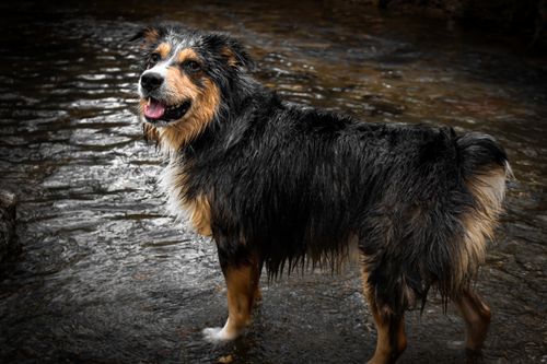 Free Close-up of a wet Australian Shepherd dog standing in a flowing stream. Stock Photo