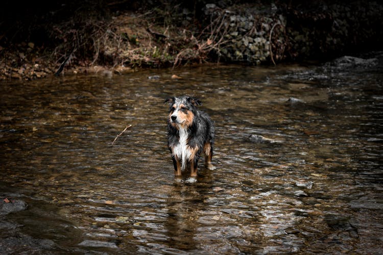 An Australian Shepherd In The Water 