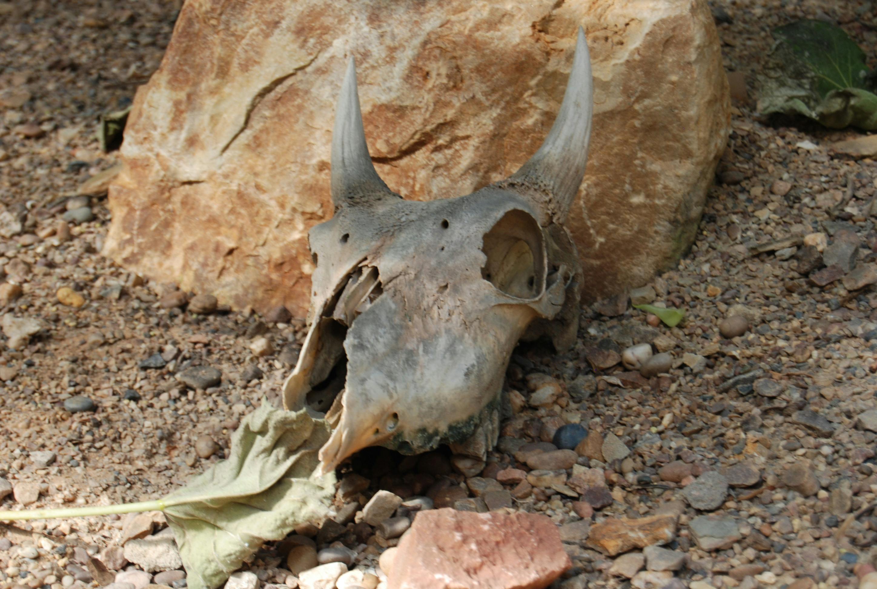 Free stock photo of animal, dead, desert
