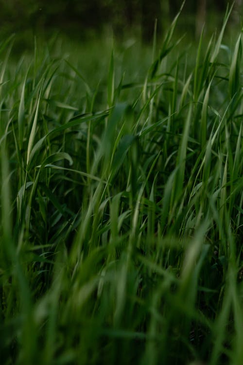 Free Green Grass Field Stock Photo