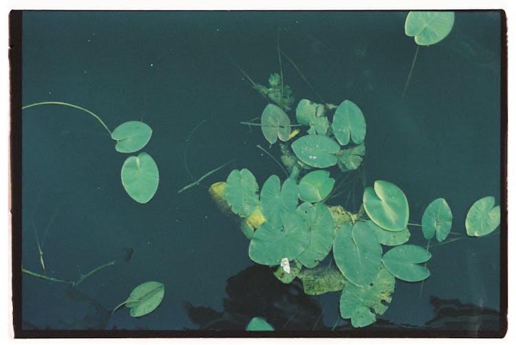 Lotus Plants In Water