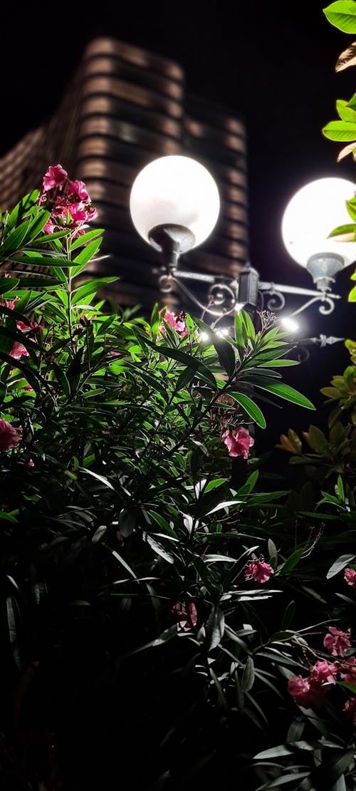 Free stock photo of at night, beautiful background, green plant