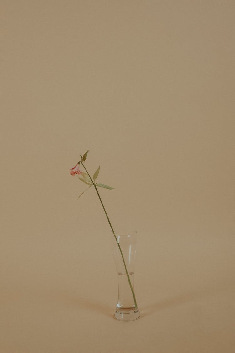 A Long Stem Flower In A Clear Vase