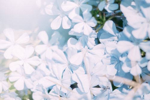 Free Delicate light blue flowers bathed in gentle sunlight, creating a serene floral scene. Stock Photo