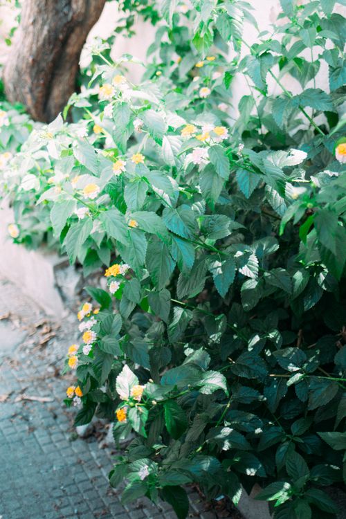 Free Vibrant garden with lush green foliage and yellow blooms. Perfect for nature and plant photography. Stock Photo