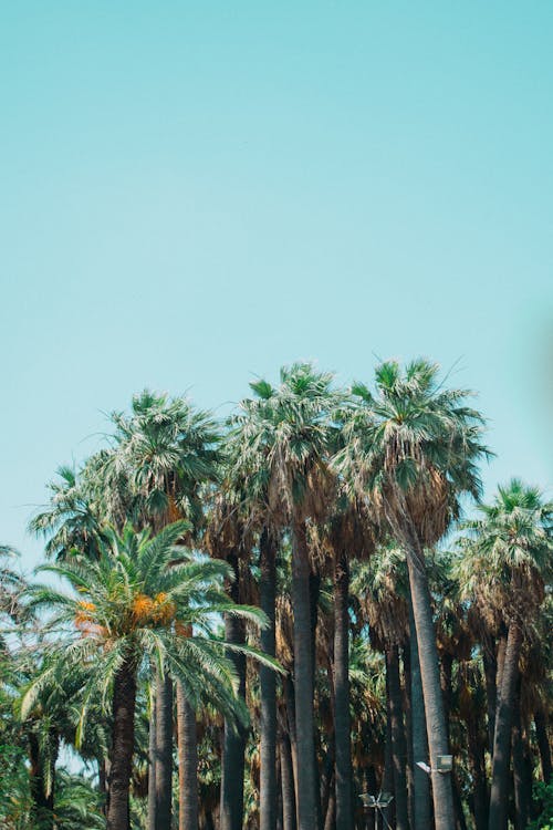 Darmowe zdjęcie z galerii z błękitne niebo, palmy, pionowy strzał