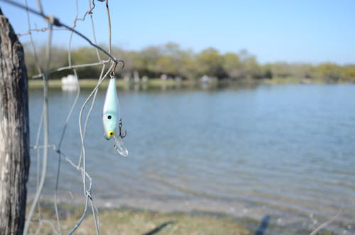 Foto d'estoc gratuïta de arts de pesca, caixó de peix, captura de peix