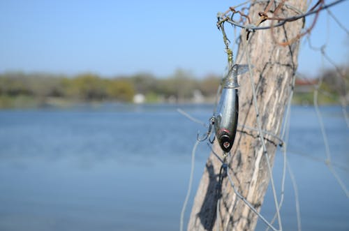 Immagine gratuita di amo da pesca, esca, gancio