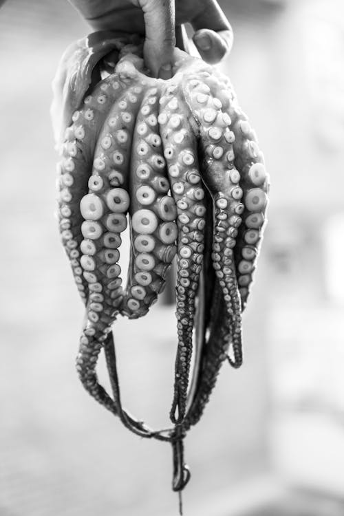 Octopus tentacle on white background. Sea squid - Stock