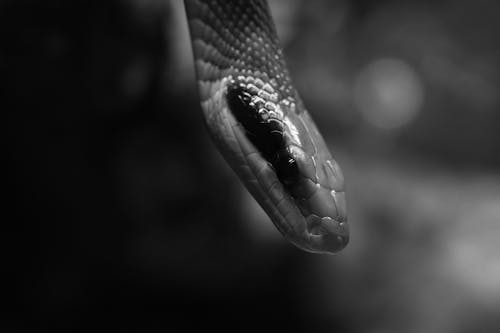 Free Grayscale Close-Up Photo of Snake  Stock Photo