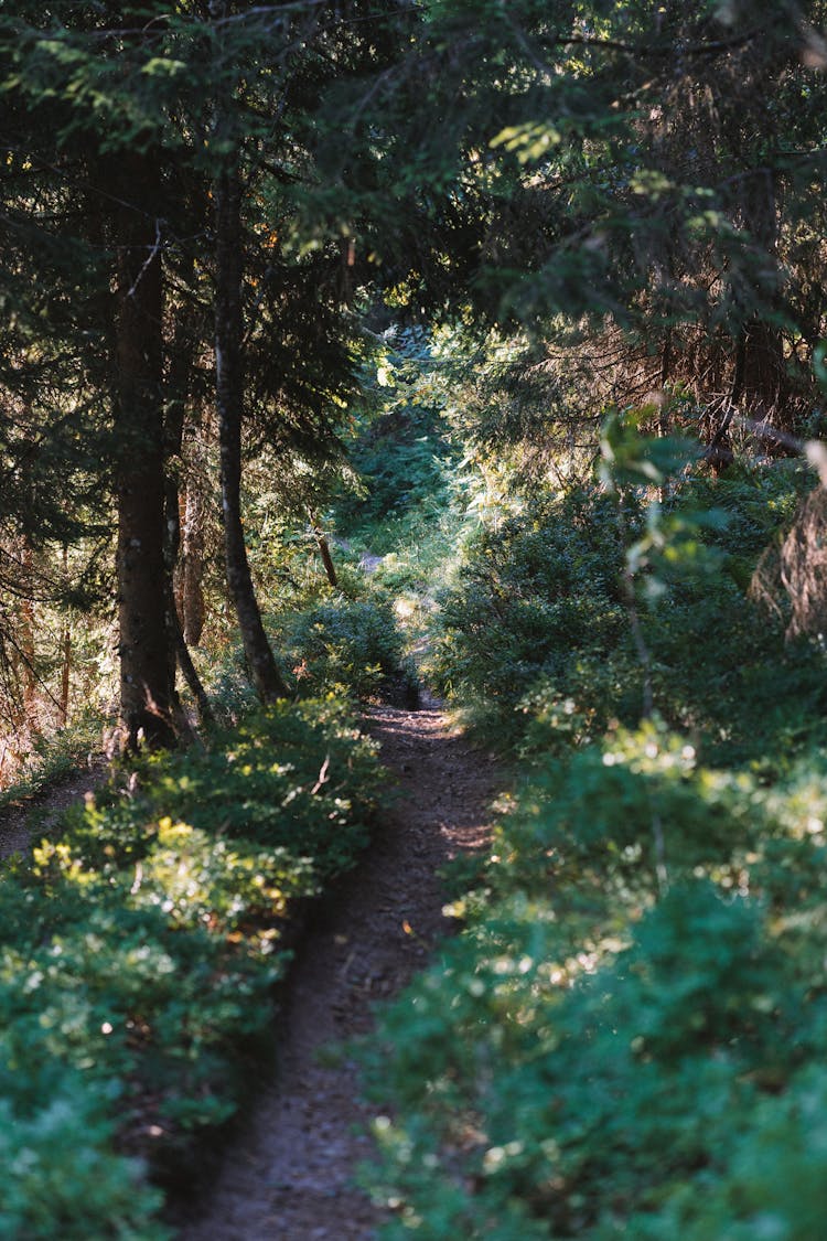 A Path In The Forest 