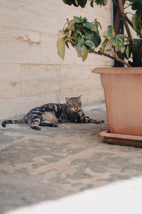 Gray Tabby Cat Lying Beside Brown Clay Pot