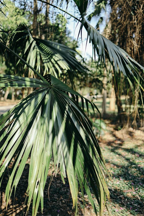 Foto d'estoc gratuïta de fulles de palmera, fulles verdes, primer pla