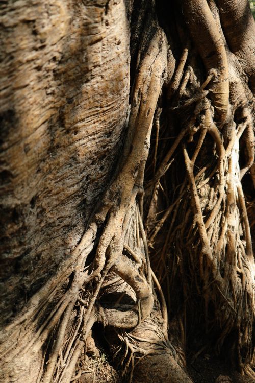 Roots of an Old Brown Tree in Close Up Photography · Free Stock Photo