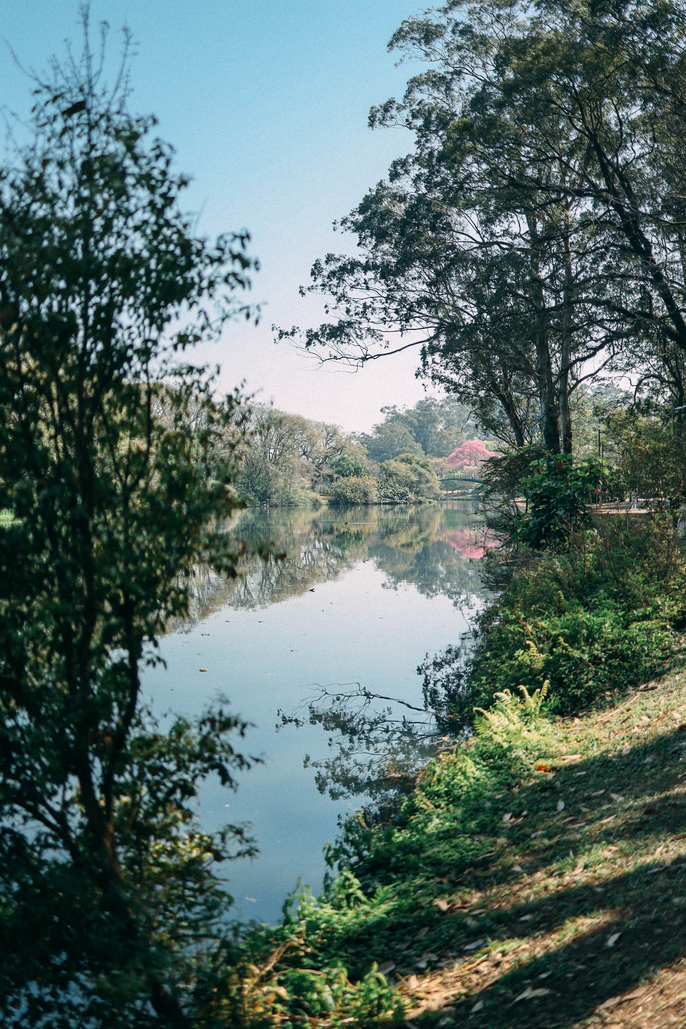 Serene view of a tree-lined river with clear reflections, ideal for nature lovers.