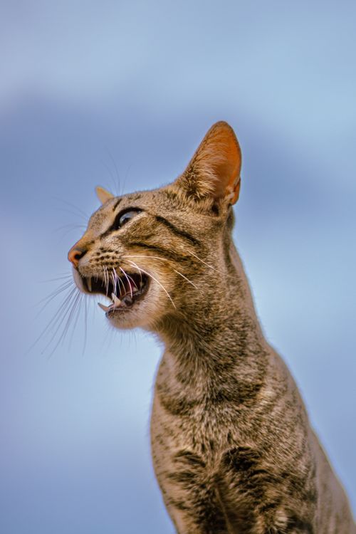 Free Vertical shot of a tabby cat with open mouth against blue sky background. Stock Photo