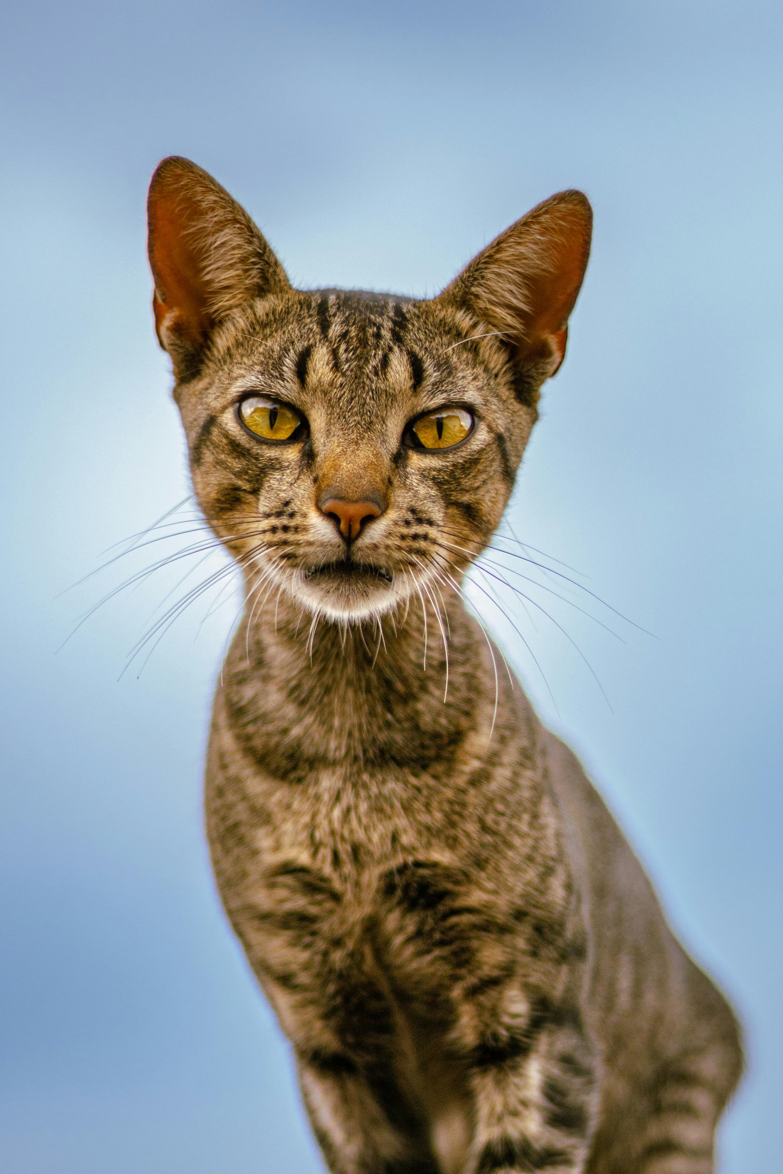 Foto stok gratis tentang binatang, foto hewan, fotografi binatang