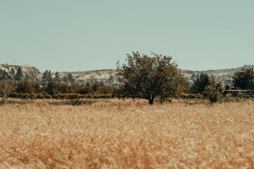 Безкоштовне стокове фото на тему «дерева, пахотні угіддя, пшеничне поле»