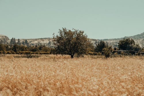 Brown Grass Field With Trees in Distance