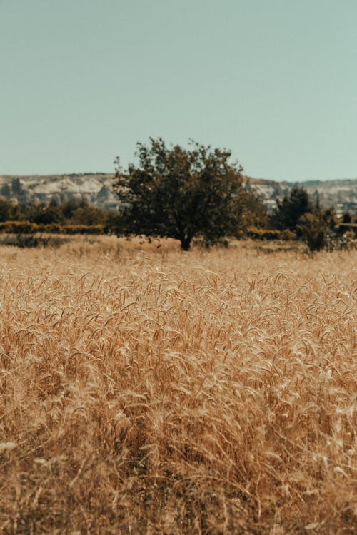 Brown Grass Field