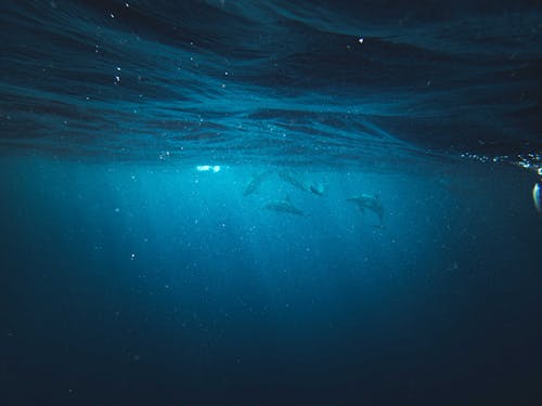 Fotos de stock gratuitas de animales acuáticos, bajo el agua, delfines