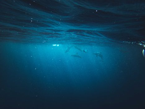 Mesmerizing underwater scene displaying dolphins swimming gracefully in the ocean depths.