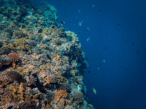 Explore the vibrant marine life and colorful corals on this stunning underwater reef.