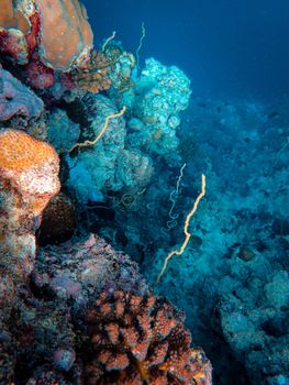 Explore the vibrant underwater world of a coral reef teeming with marine life and colorful invertebrates.