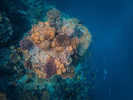 A diverse coral reef teeming with marine life beneath deep blue ocean waters.