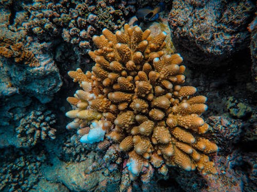 無料 サンゴ, サンゴ礁, マリンの無料の写真素材 写真素材