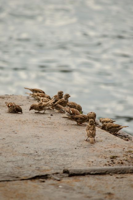 Group of sparrows sitting near the water in Istanbul, Turkey.