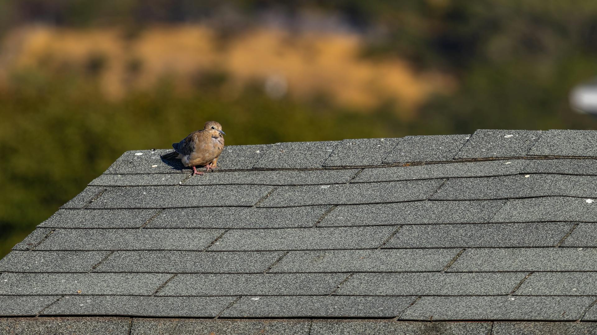 A lone mourning dove perched on a shingle rooftop under clear skies.