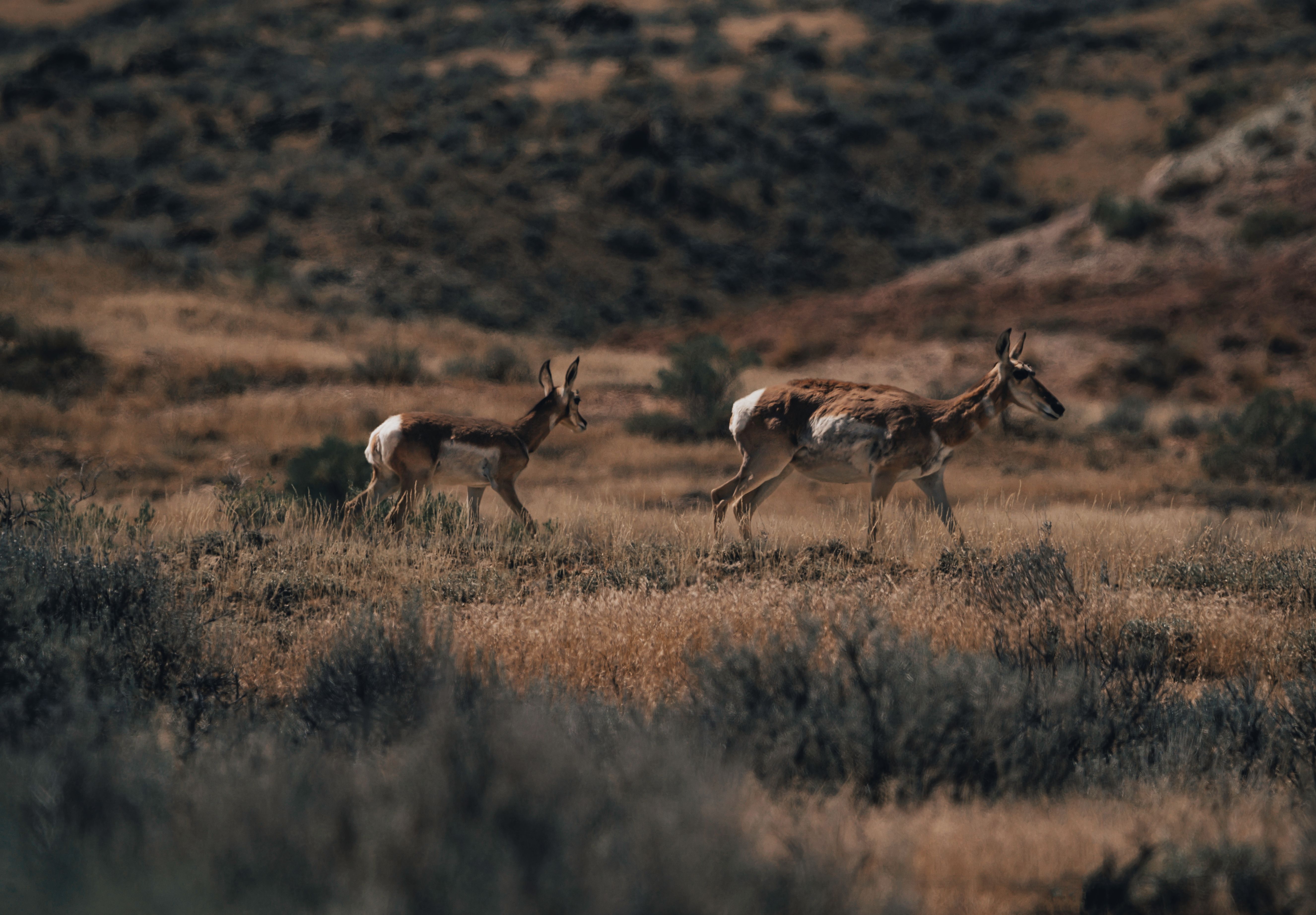Arizona Antelope Draw Odds: Pronghorn Units, Points, and Nonresident Strategy — photo by Alfo Medeiros (pexels)